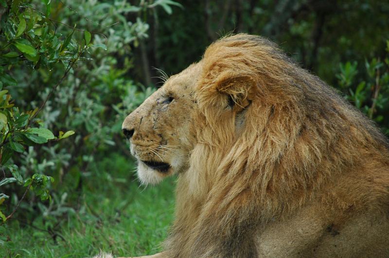 Lion Profile.JPG